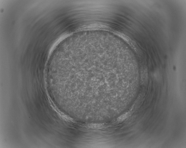 X0000068261086200605191757