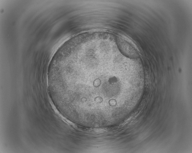 X0000068261095200605191757