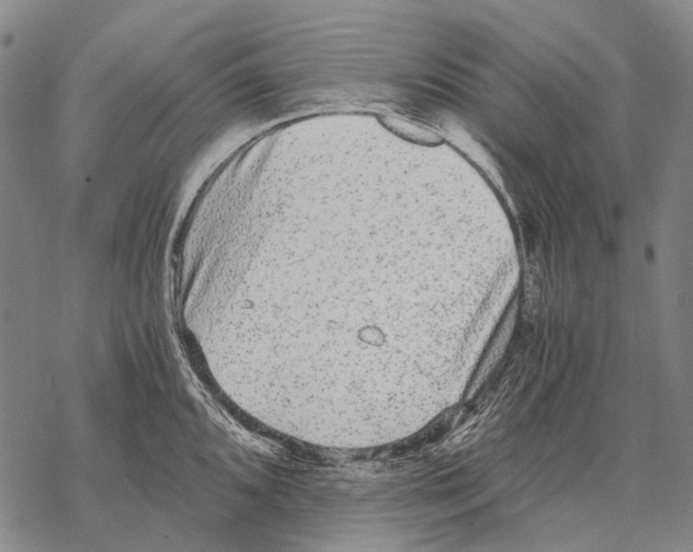 X0000068261096200605191757