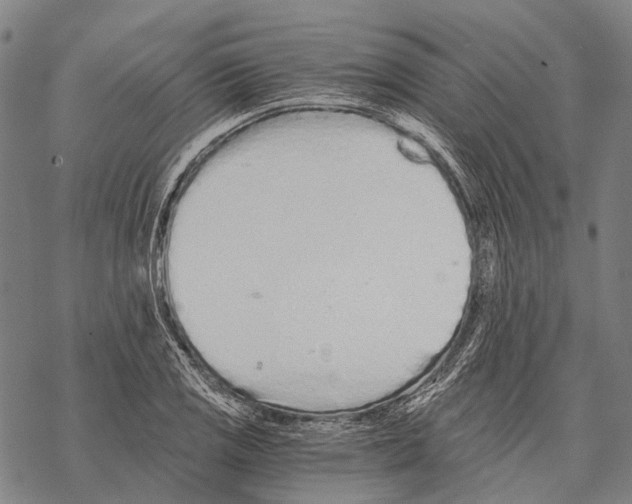 X0000068261125200605191756