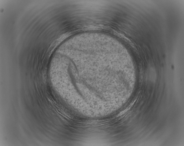 X0000068261170200605191755