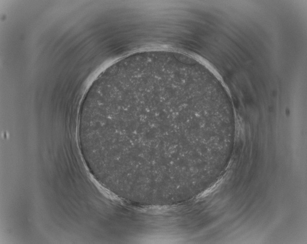 X0000068261245200605191755