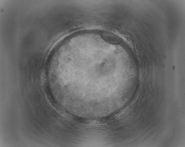 X0000068261263200605191754