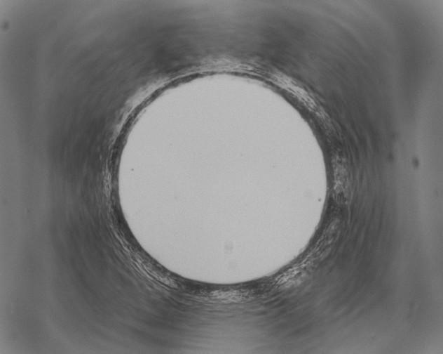 X0000068261264200605191754