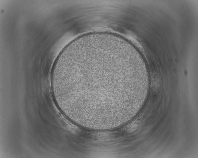 X0000068261287200605191753