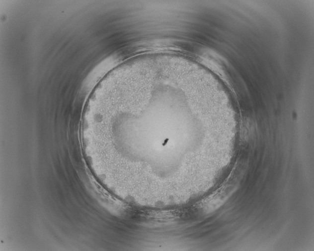 X0000068261338200605191753