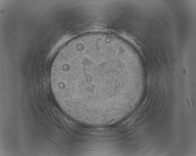 X0000068261359200605191752