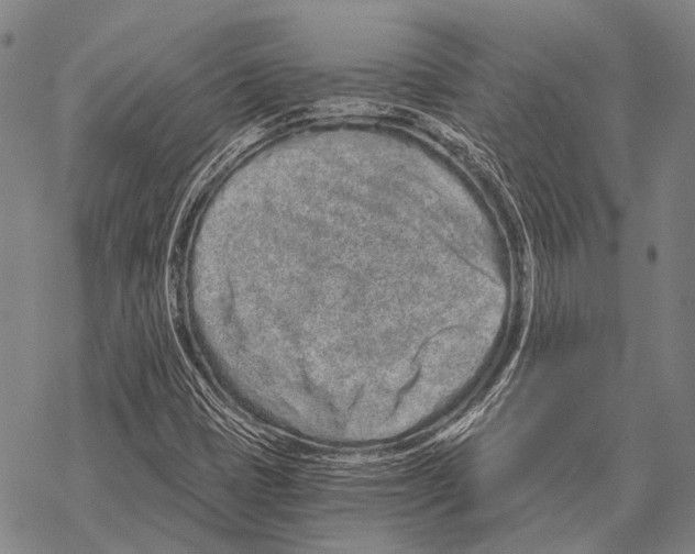 X0000068261401200605191751