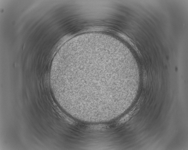 X0000068261417200605191751