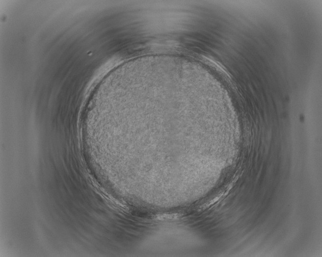 X0000068261419200605191751