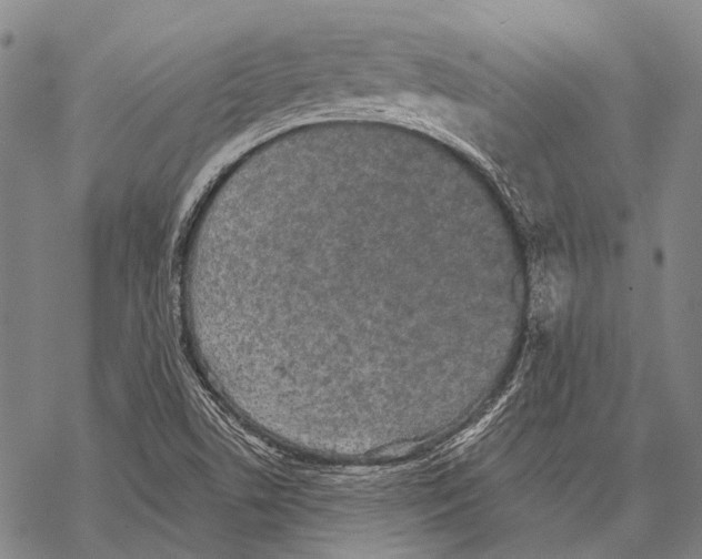 X0000068261506200605191750