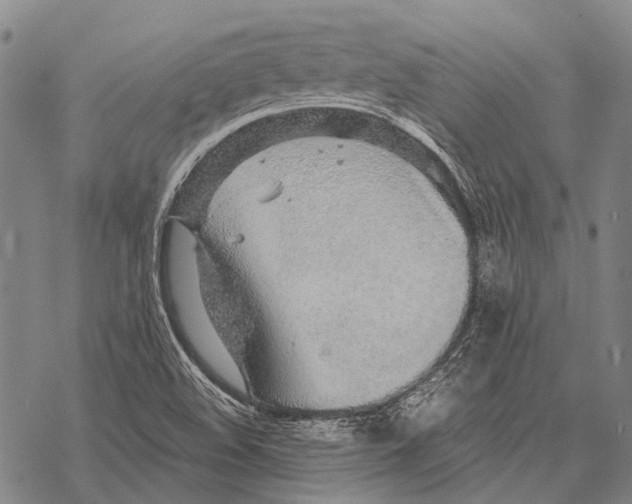 X0000068261508200605191750