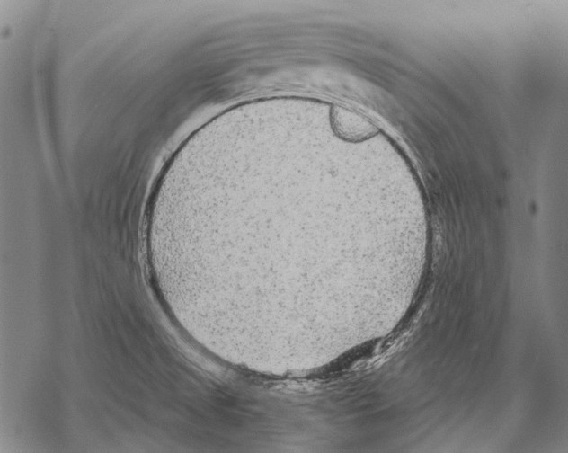 X0000068261525200605191750