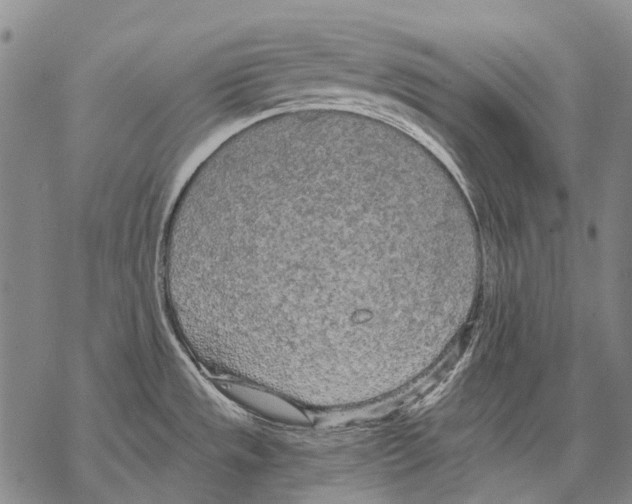 X0000068261533200605191750