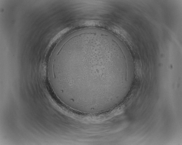 X0000068270016200604211122