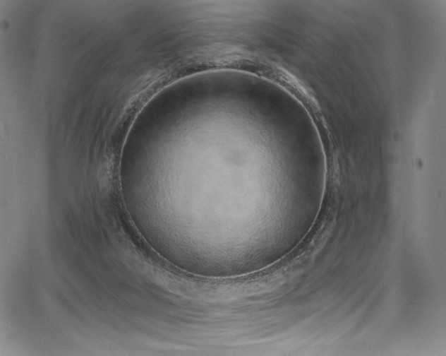 X0000068270018200604211122