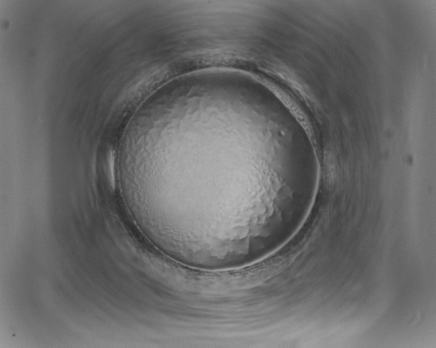 X0000068270022200604211122