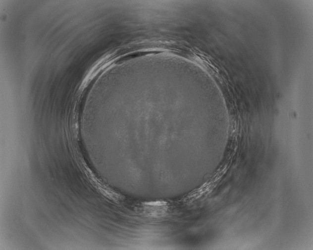 X0000068270053200604211120