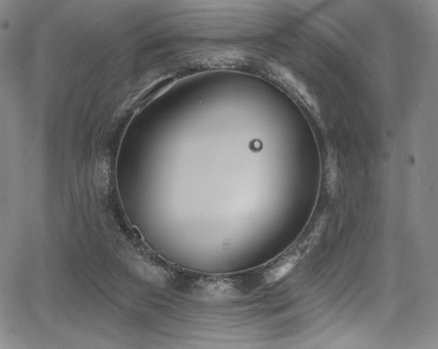 X0000068270113200604211120