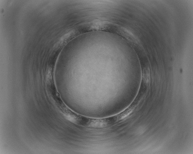 X0000068270127200604211120