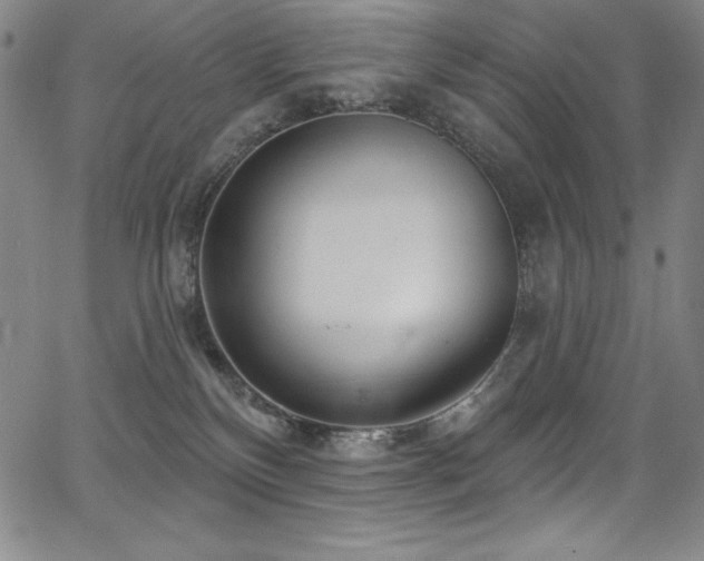 X0000068270136200604211120