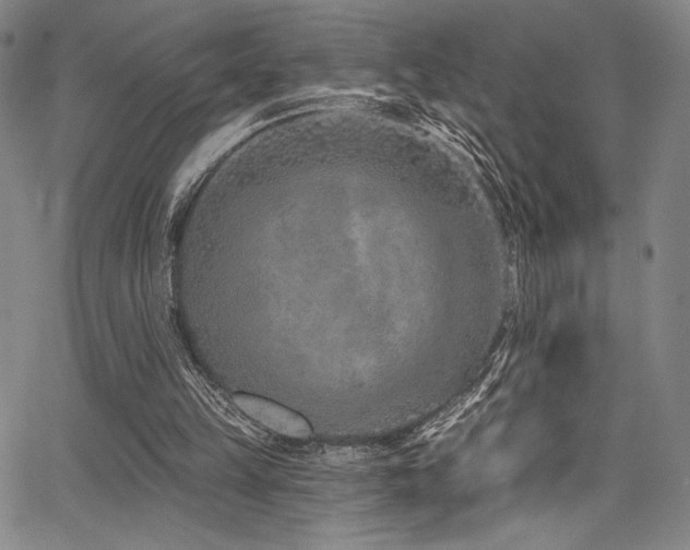 X0000068270149200604211119