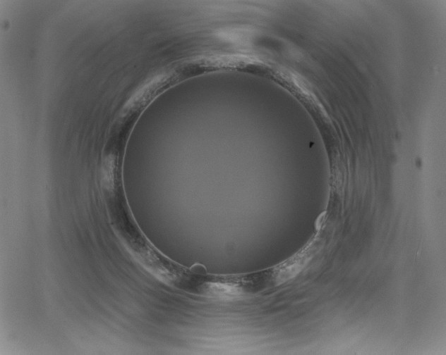 X0000068270167200604211119