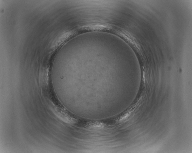 X0000068270206200604211119