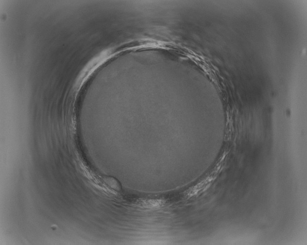 X0000068270247200604211117