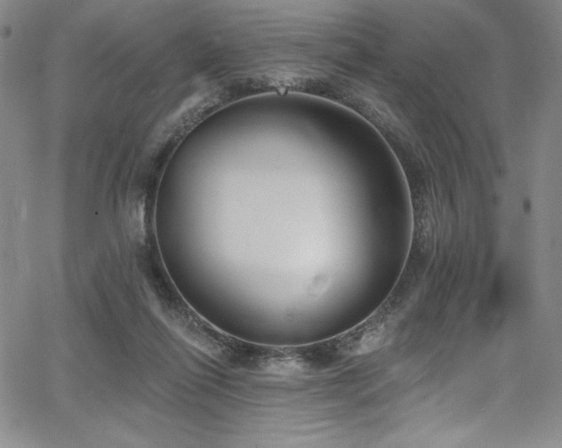 X0000068270262200604211118