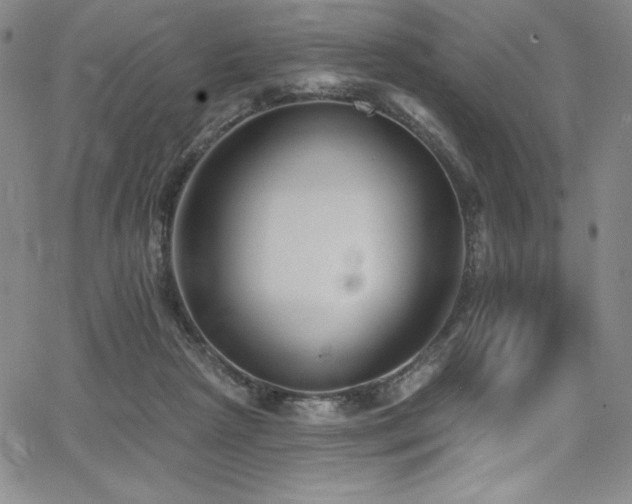 X0000068270265200604211118