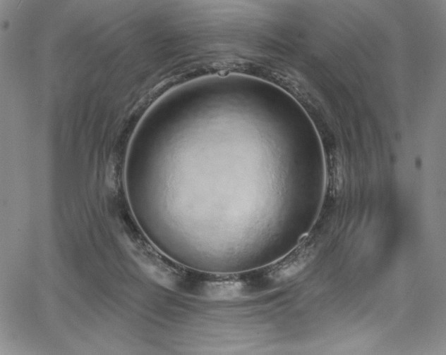 X0000068270266200604211118