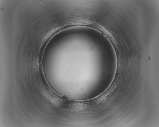 X0000068270298200604211117