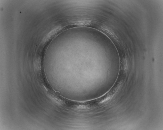 X0000068270303200604211117