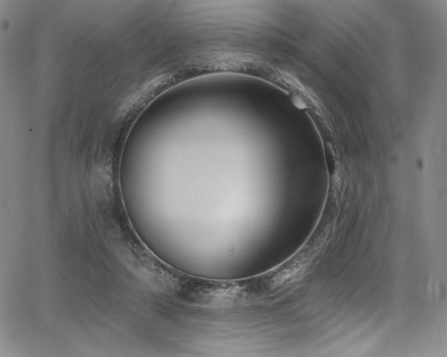 X0000068270306200604211117