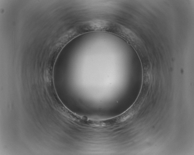 X0000068270317200604211117