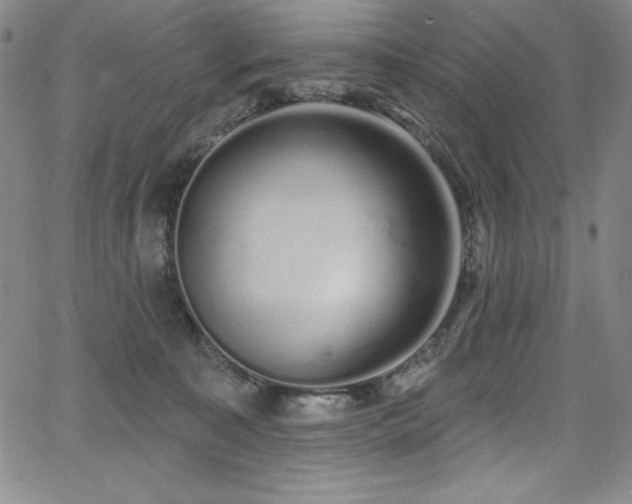 X0000068270323200604211117