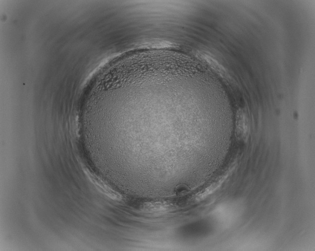 X0000068270351200604211116