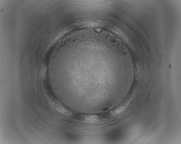 X0000068270355200604211116