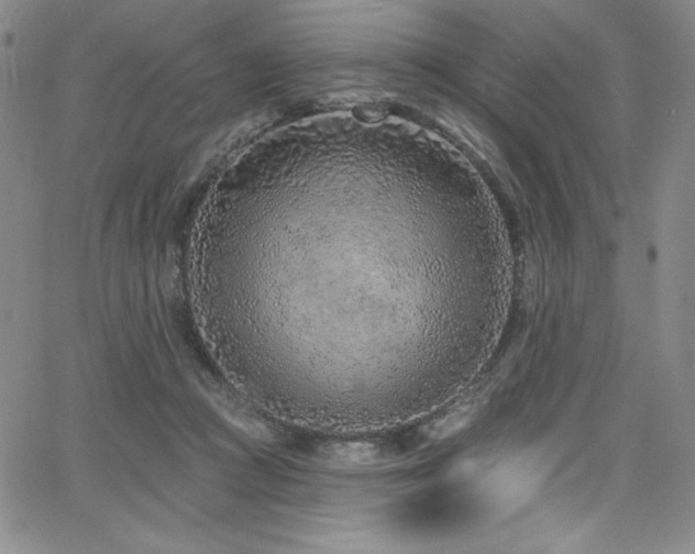 X0000068270361200604211116