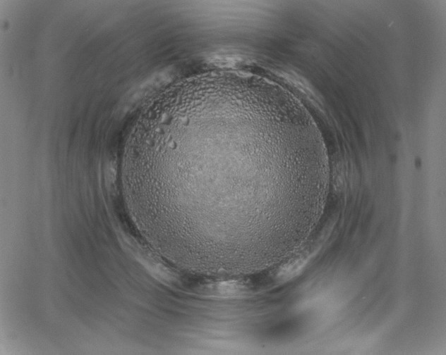 X0000068270365200604211116