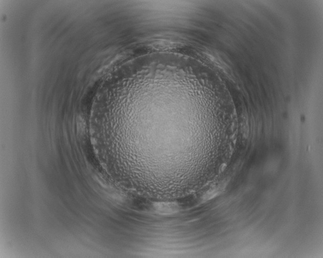 X0000068270371200604211116