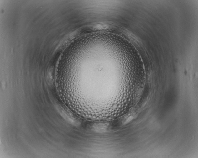 X0000068270373200604211116