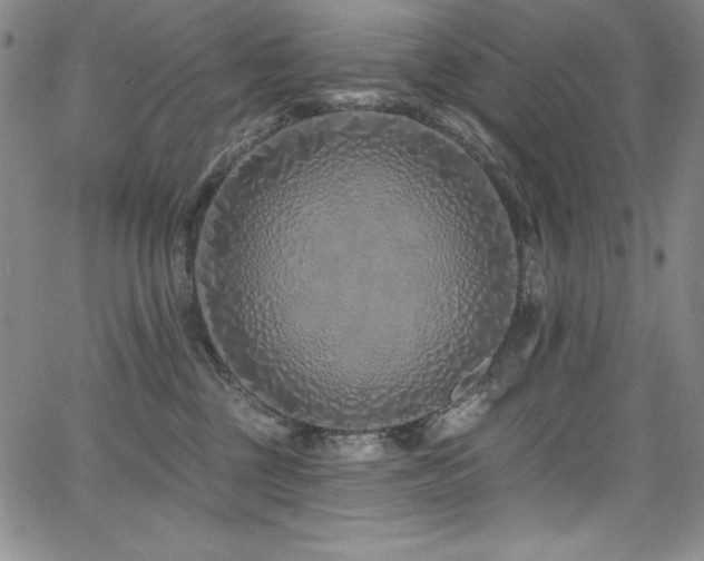 X0000068270377200604211116