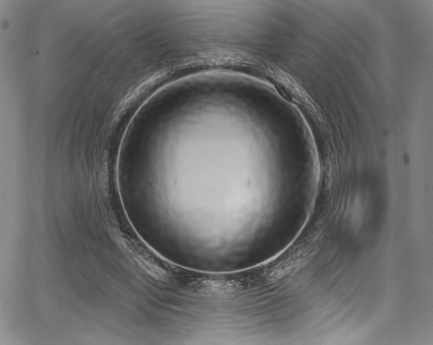 X0000068270442200604211114