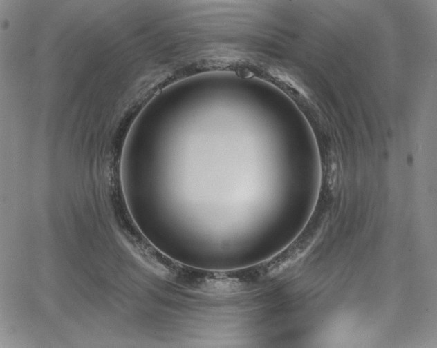 X0000068270455200604211114