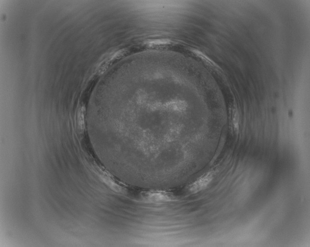 X0000068270475200604211115