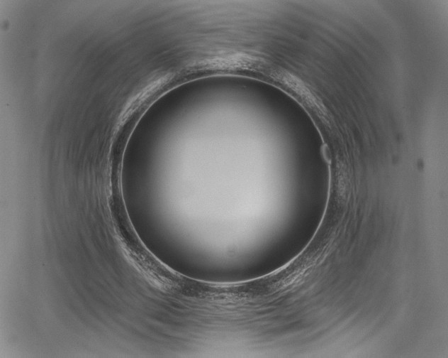 X0000068270486200604211114