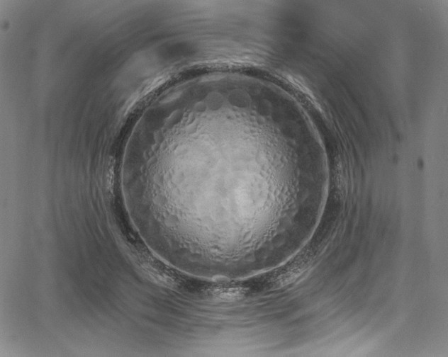 X0000068270495200604211114