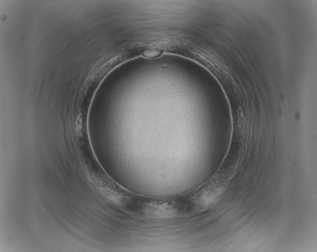 X0000068270502200604211114